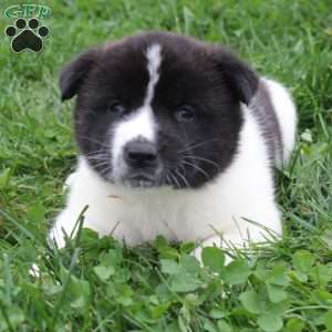 AKC Buddy, Akita Puppy